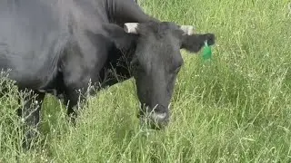 Reason to Smile: Runaway cow gets a second chance at life
