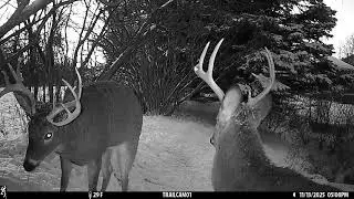 Deer Cam Cat, Bucks fighting, Coyotes, Bobcat & Fox