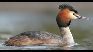 Podiceps cristatus