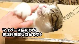 マイペースな猫たちがお正月を楽しむんです