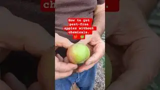 Pest free apples using clay. #garden #gardeningtips #gardeningideas #apples #foodgardening #food