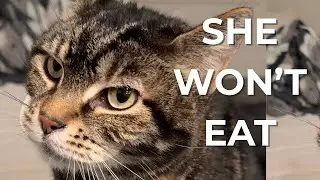 Emergency Vet Visit for my Foster Senior Rescue Cat
