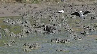 2025 05 30 Pied Stilt nest Predated