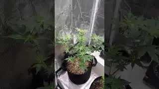 Week seven! An absolute explosion of flowering sites! Never grown and Autoflower before and they rea