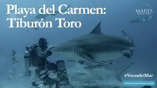 Playa del Carmen: Tiburón Toro