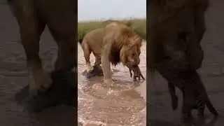 Lion Brings Back a Cub from Flooding Threats