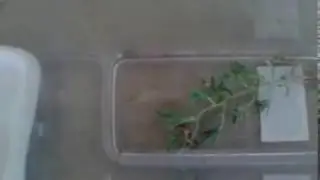 Camel spider