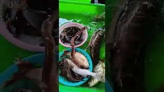 @thuysanwork ✅ Cá Đồng Đặc Sản: Cá Khoai, Cá Nâu, Cá Heo & Tôm Càng Xanh Sông #cadacsan @GoFishLive​
