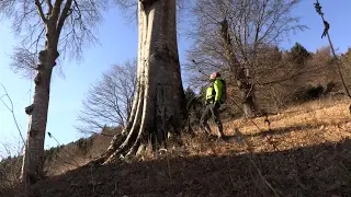 Gli alberi secolari di Pianezze, obelischi della montagna