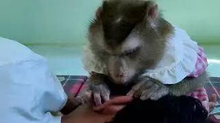 Dr. LYLY Soft Grooming On Ear Spa