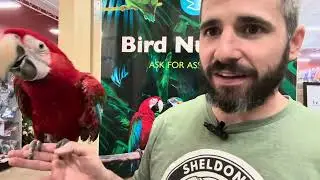 Learn About the Green Winged Macaw!