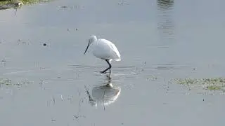 Little Egret