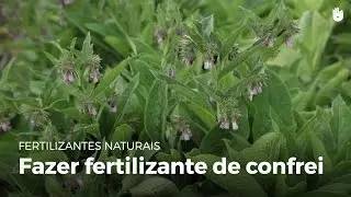 Fertilizante de confrei | Fertilizantes naturais