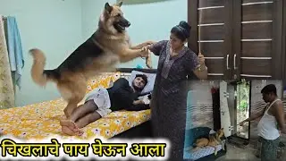 टायगरने खाल्ला पप्पांचा ओरडा😔/ दादा बसला लादी पुसत 🤦🏻‍♀️||