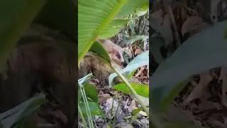 o que &eacute; um marsupial ?