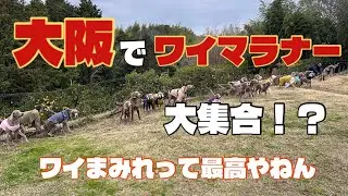 【ワイマラナーのルルポノ行楽#23】たくさんのワイマちゃんと触れ合えて2026年の良いスタートが切れました！