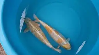 ID597 and 598 Wada Sansai Kirin - in the bowl to compaire!