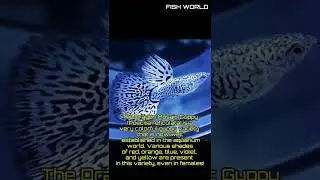 Ivory Blue mosaic guppy fish | FISH WORLD #fishworld #worldfish