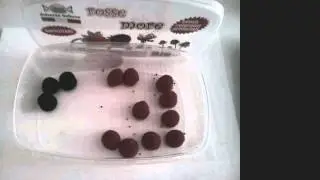 disperazioneFATTICAPANNA