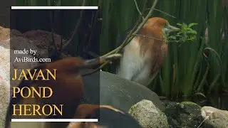 Javan Pond Heron [Ardeola Speciosa]