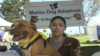 Malibu Dog Adoptions helps to save animal's lives.