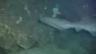 Sixgill Shark Viewed from the Delta Submersible