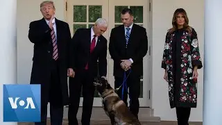 US President Trump Honors Dog Injured in Al-Baghdadi Raid