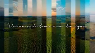 UNE ANNÉE DE LUMIÈRE SUR LES VIGNES - VIGNOBLE CHARENTAIS🍇✨