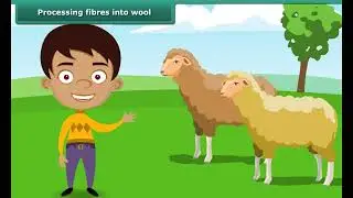 Fibre to Fabric &ndash; Wool | Science | English Medium | Wool Production Explained