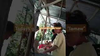 making lamaw...