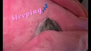 Getting your hamster to fall sleep on you!