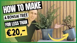 How to make a Bonsai Tree for Less than 20 Euro
