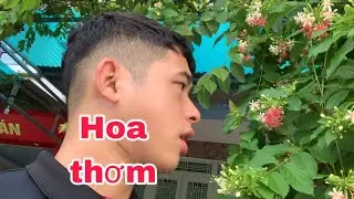 B&igrave;nh long nhớ về c&acirc;y hoa hồi trẻ tr&acirc;u hay h&aacute;i cực k&igrave; thơm kh&ocirc;ng biết l&agrave; k c&oacute; tuổi thơ