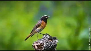 The common redstart (Phoenicurus phoenicurus)