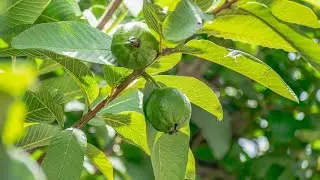 KWIVURA UKORESHEJE IBIBABI BY'AMAPERA || IMBARAGA ZABYO MU MABANGA Y'URUGO