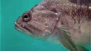 シマゾイ　Threestripe rockfish　Sebastes trivittatus