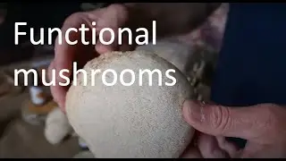 Функциональные грибы