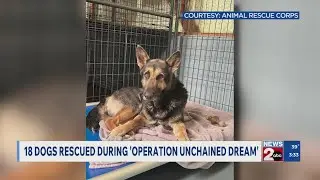18 dogs rescued during 'Operation Unchained Dream'