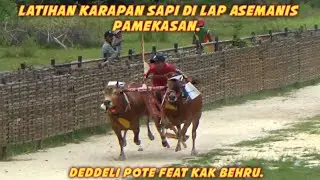 Latihan Karapan Sapi Di Lap Asemanis Pamekasan Ada Tim Dedeli Pote Feat Kak Behru. 