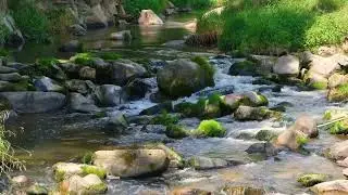 Mossy River Stream & Birds | Soothing Water / Bird Sound Ambience | 10 Hour Natural White Noise