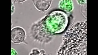 Macrophage uptake of HIV-1-infected T cells