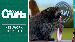Dog drinks through a straw? Amazing Heelwork to Music routine at Crufts 2020
