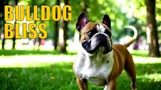 French Bulldog &mdash; Charming, Playful & Full of Personality