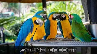 Falcon Wing Flaps | Birds Sounds | No Copyright Birds Sounds