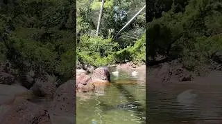 Tiny waddles & big attitudes at the Bronx Zoo 🐧🦢🦆