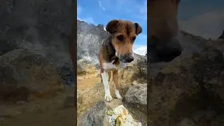 #doglife  #straydogs  #shorts #fyp #reels   #cute   #doglover #dog #Poppy   #feed #nachellehomestay