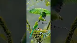 Safe_parrot_#parrot #birds #safe #nature