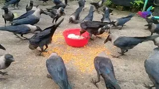 Crow bird crowing sounds to attract Crows naturally | Beautiful Crow Video Feeding Together &alpha;156