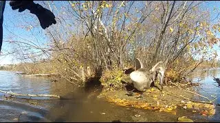 SUP outing that ended up with an animal rescue