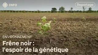Agrile du frêne : la riposte par la génétique | La semaine verte